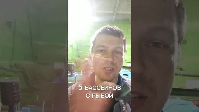 Какое количество бассейнов необходимо для выращивания одной тонны осетра