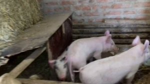 Дали поросятам рыбу и наблюдаем что происходит...