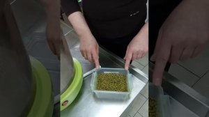 Проращиватель семян для витграсс, маш. Подлесная Юлия.