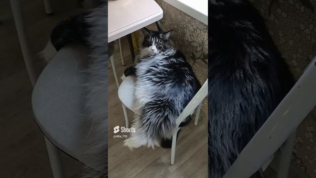 Мейн-кун Анфиса? мой медвежонок??.mp4