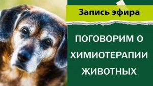 Поговорим о химиотерапии животных