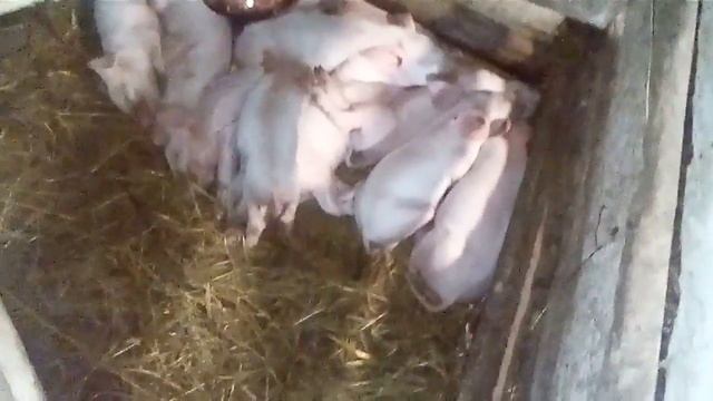 Летний приплод в свинарнике смотреть онлайн