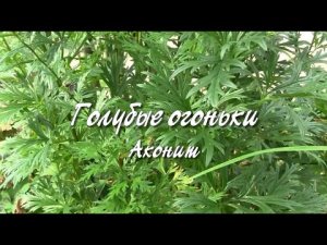 Голубые огоньки.  Аконит.  Дачные картинки.
