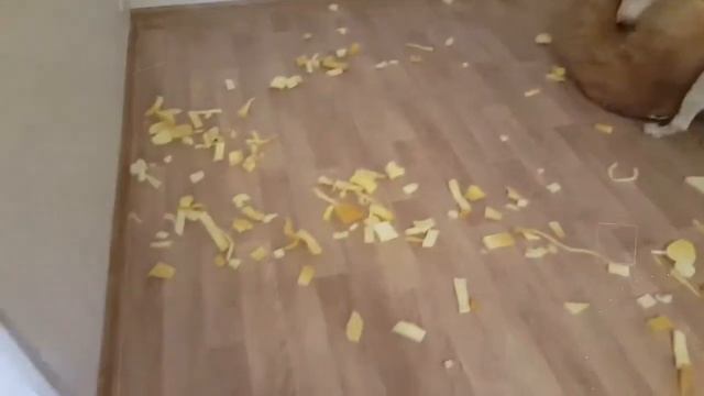 Бультерьер загрыз медведя смотреть онлайн