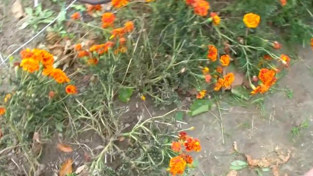 Сбор семян с Бархатцев. Мультифлора в цвету. смотреть онлайн