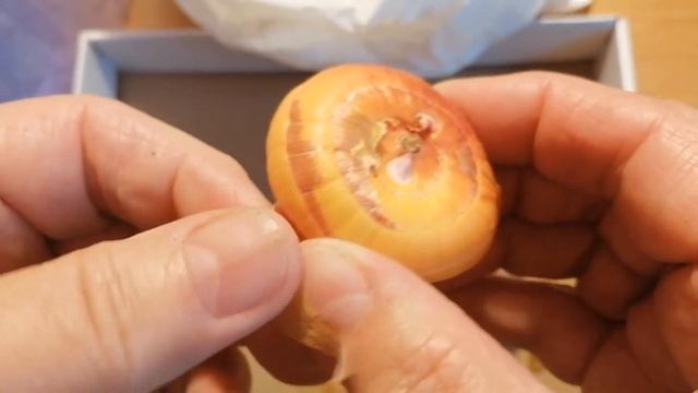 ПОДГОТОВКА ГЛАДИОЛУСОВ К ПРОРАЩИВАНИЮ смотреть онлайн