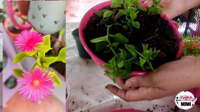 SUCULETAS colgantes trasplantados en macetas muy hermosas y coloridas 🌿💞 смотреть онлайн