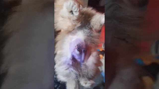 той терьер укусил шпица за живот смотреть онлайн