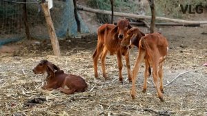 indian gir cow of  Villages || Village life in gujarat HD VIDEO 2021