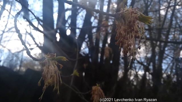 Качающиеся на ветру и солнце соцветия ясенелистного клена, конец апреля 2021 (видео Levuarden) смотреть онлайн