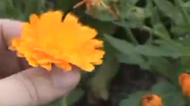 Caléndula (Calendula officinalis L.), смотреть онлайн