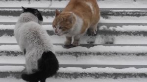 Коты дерутся 2