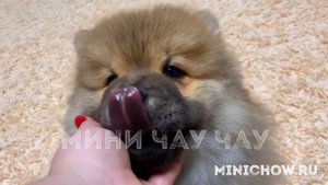 Малыш Хаммер. Мини Чау Чау.