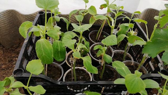 Развитие арбуза на лагенарии смотреть онлайн