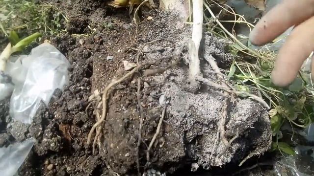 Как размножить банан? смотреть онлайн