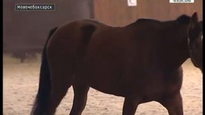 В новочебоксарской школе по конному спорту появились породистые скакуны