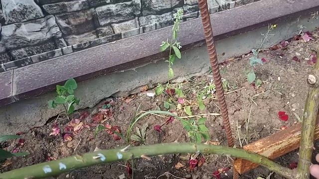 Обрезка плетистой розы летом после цветения.