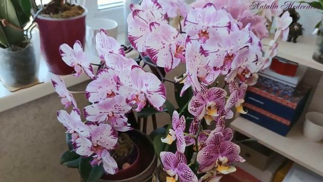 ПИНИФ Фаленопсис Phal. PINIF ГОД в домашних условиях. Пример пышного цветения. Содержание и уход! смотреть онлайн