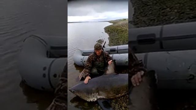 В области Якутии нашли акулу смотреть онлайн