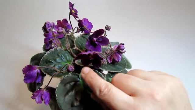 Blackberry Jam - African Violet Review смотреть онлайн