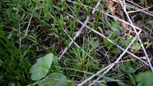 Обзор деревенского питомника 28 04 2019 Ч 1 смотреть онлайн