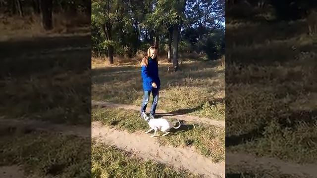 Уиппет, малая английская борзая. Whippet смотреть онлайн