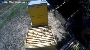 Взяток с подсолнуха продолжается ставлю вощину Дубовик