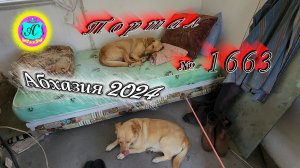#Абхазия2024 🌴 11 мая❗Выпуск №1663❗ Погода от Серого Волка🌡вчера 25°🌡ночью +18°🐬море +16,9°
