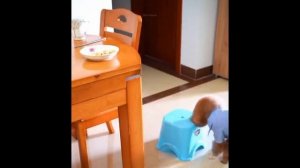 Видео Приколы Про Собак Смотреть - Лучшее Из Смешных Видео С Животными 2022 Года #16