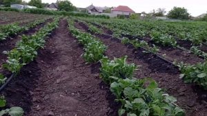 капельный полив под кортофель....