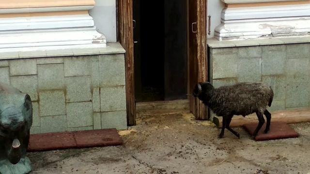МОСКВА, ПОЕЗДКА В ЗООПАРК, В ОДИН ИЗ КРУПНЕЙШИХ ЗООПАРКОВ РОССИ, ЧАСТЬ ПЕРВАЯ. смотреть онлайн