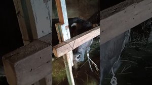 у коровы встал желудок,слабое пищеварение,что делать