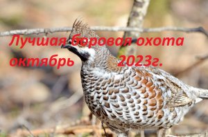 Лучшая охота на боровую дичь октябрь 2023г. Смотреть видео до конца будет интересно!!!!