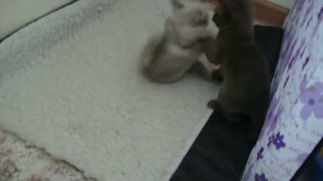 Бурманские котята играют. Burmese kittens play смотреть онлайн
