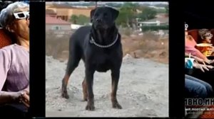 Топ 3 самых сильных собак мирa