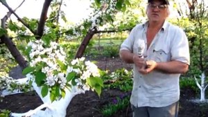 Побелка стволов деревьев весной, для чего