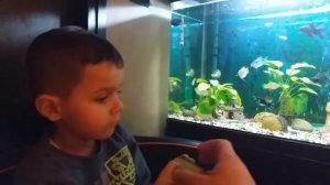 Подкормка рыбок огурцом, овощами.  Гурами, молинезии, меченосцы, водрослееды, телескопы, анцитрусы,