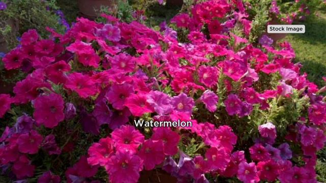 Ultimate Innovations 3pc Tough as Nails Live Durabloom Petunia Plants on QVC смотреть онлайн
