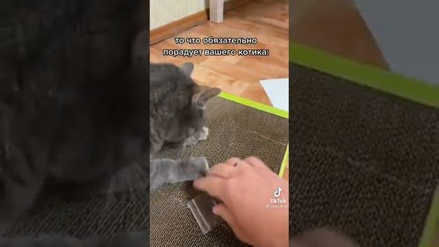 когтеточка с мятой