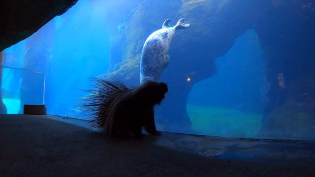 Nolina The Porcupine Meets The Seals смотреть онлайн