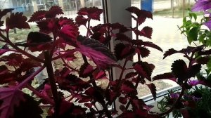 Комнатные цветы.Бугенвилия, Бегония, Глоксинии.