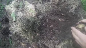 Картошка в ящике