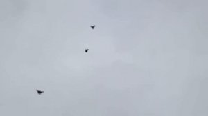 Николаевские голуби. Уч. МИХАЙЛОВ. П.Н. ЕРЕМИН. С. Городовиковск - Калмыкия. 12.13.14. 2021.г.