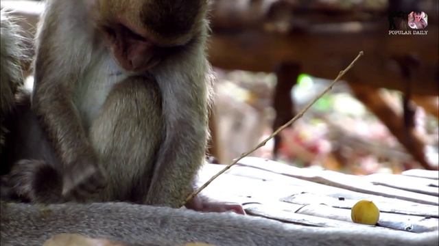 Poor Tiny Baby Cori,Cori No Strength Very Low Power,Mom Leave Let Him Learn To Walk | Popular Daily смотреть онлайн