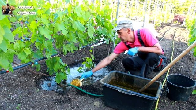 Лучшее удобрение для винограда! Эффективная подкормка. смотреть онлайн