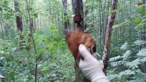 пчеловодство. трутовик и чага лучшее топливо для дымаря