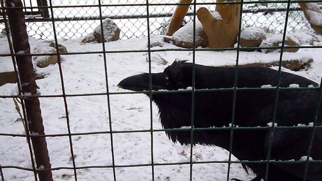 Говорящий ворон смотреть онлайн