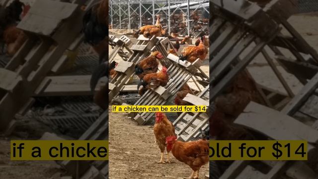 The Chicken Farm Under the Photovoltaic Panels