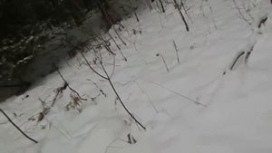 три дня на охоте !!!!!.охота на куниц хорей и норок  ...