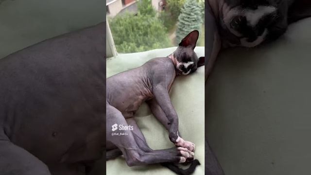Баксюнэл?⬛подъем #кот  #животныесмешные #коты #котыприколы#cat#Talkative cat#Laugh?.mp4
